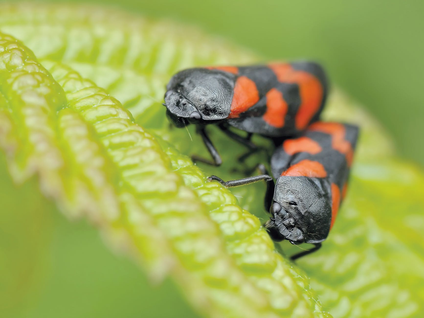 Fun with Bugs
