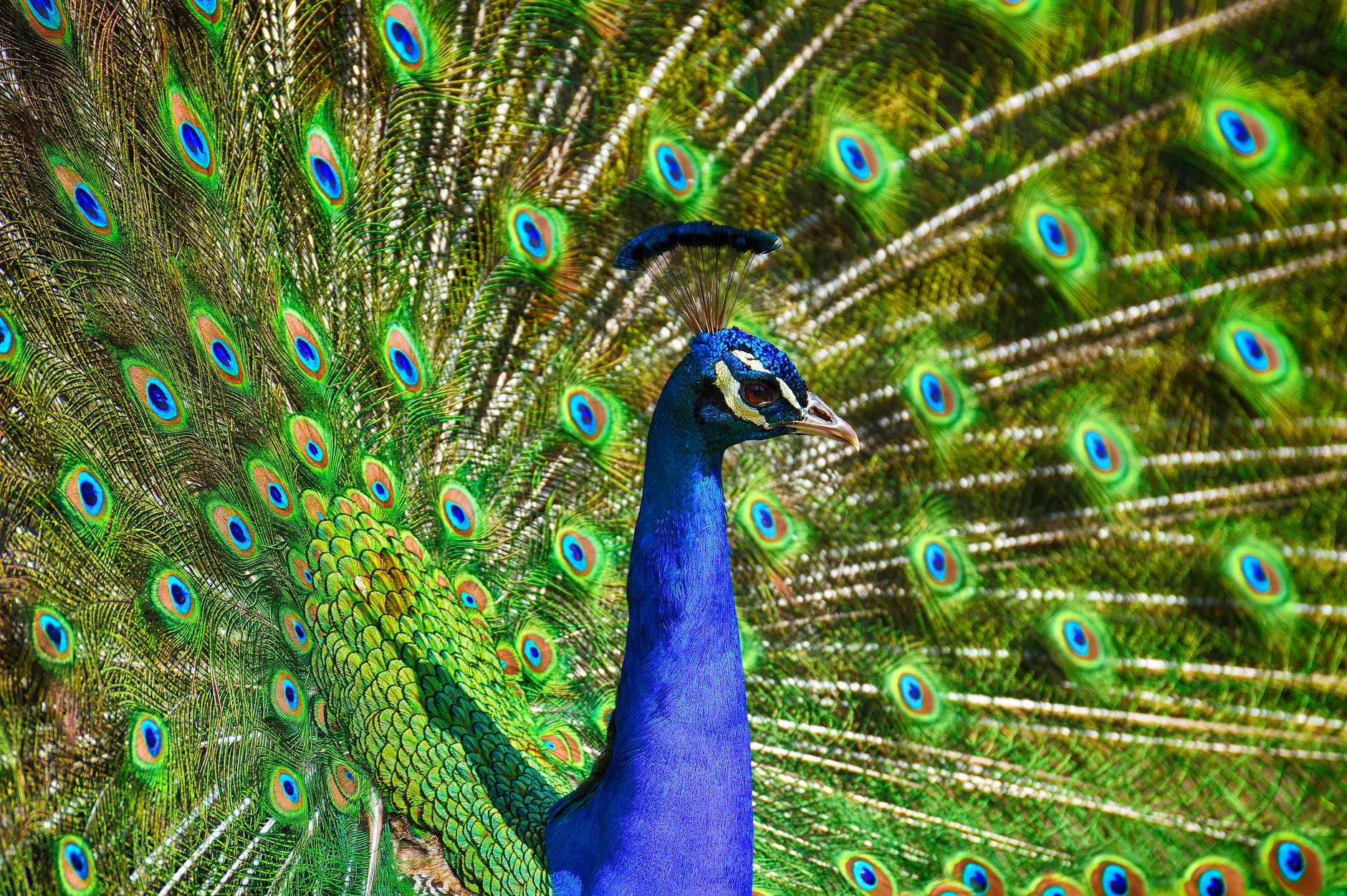 Green Peacocks